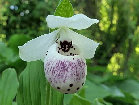 Catalogue — Flora Peculia